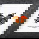 Wings of Fire and Shadow Agrias beatifica x claudina