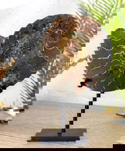 Polished Ammonite Fossil On Steel Stand (Cleoniceras sp): Polished Ammonite Fossil On Steel Stand.  Ammonites are an extinct group of marine mollusc that lived hundreds of millions of years ago and are found in the Middle Albian of Europe, Madagascar and Tra