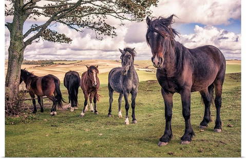 Wild Ponies Wall Art Print by Tim Kahane: Wild Ponies Wall Art Print by Tim Kahane  Five wild ponies on Cissbury Ring on the South Downs with rolling hillside and agricultural land. Tim Kahane Tim&#39;s affinity with the outdoors and a passio