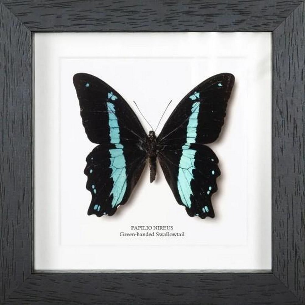 Emerald Ribbon Green-Banded Swallowtail: Emerald Ribbon Green-Banded Swallowtail The Green-Banded Swallowtail (Papilio nireus) is a dazzling specimen known for its shimmering emerald bands that seem to glow against velvety black wings. Nat