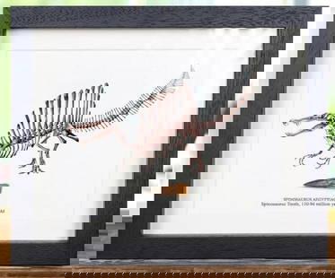Framed Spinosaurus Illustration with Tooth Fossil: Framed Spinosaurus Illustration with Tooth Fossil  Step into the prehistoric past with this striking framed display featuring a detailed illustration of the mighty Spinosaurus, one of the largest and
