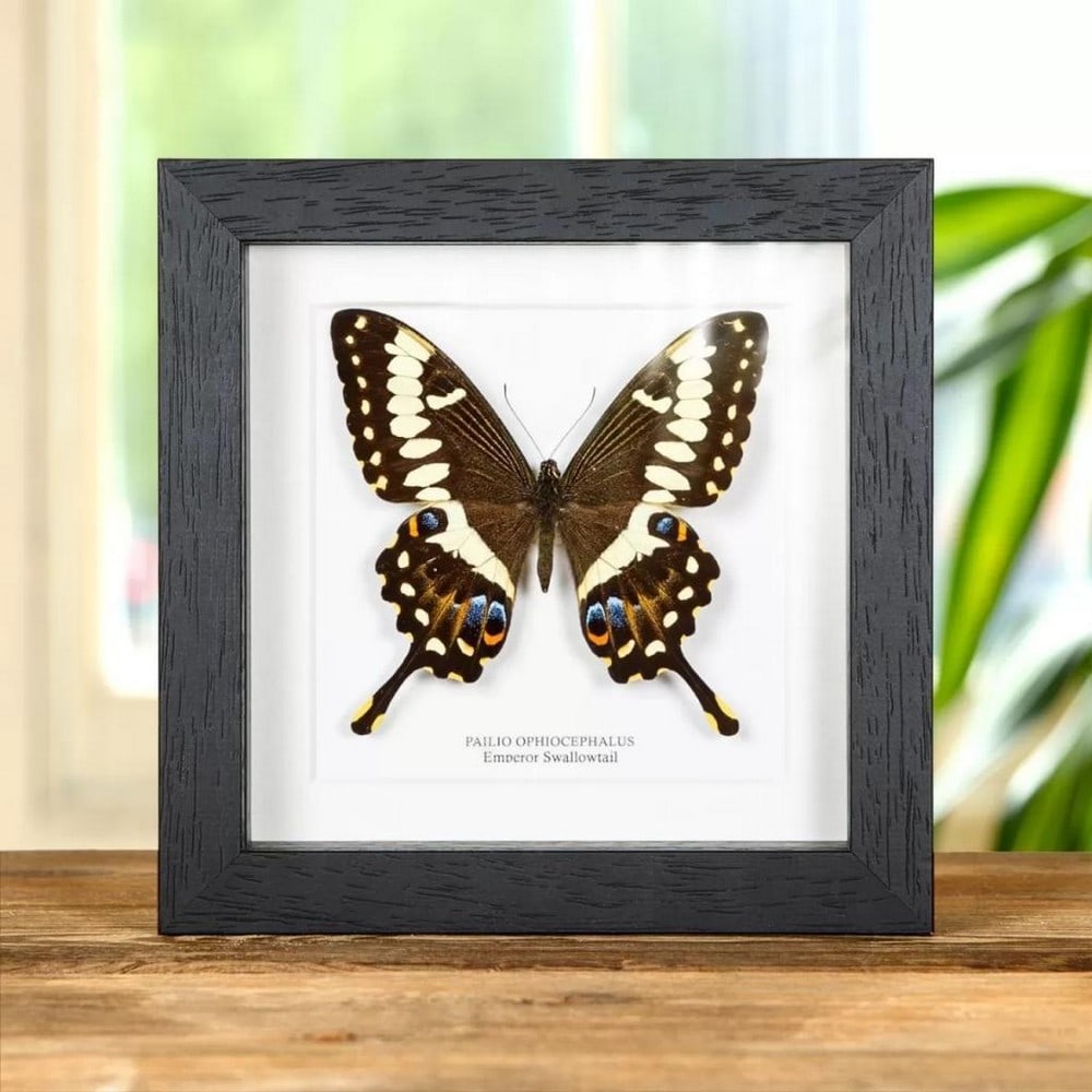 6" x 6" Emporer Swallow Tail - Papilio Ophidicephalus (1 of 2)