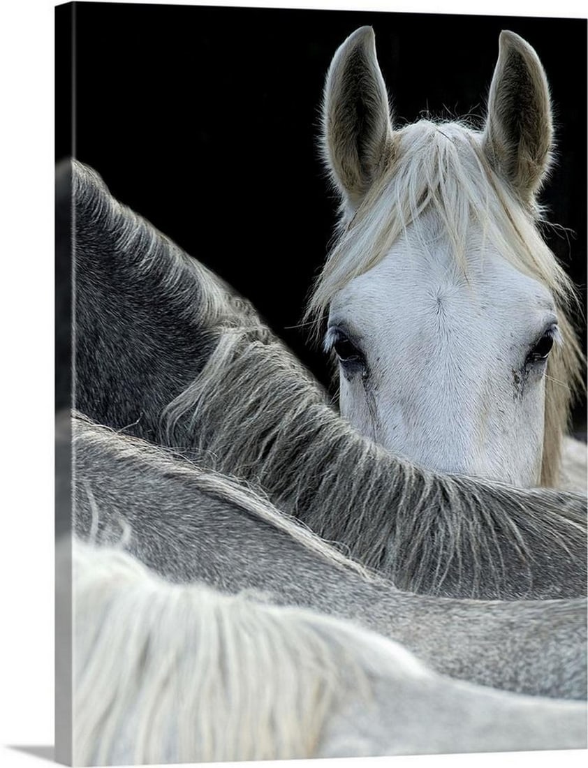 Look Wall Art Canvas Reproduction: Look Wall Art Canvas Reproduction Enhance your space with the striking presence of Look, exquisitely reproduced on high-quality canvas. This photograph captures a white horse peering over the backs of