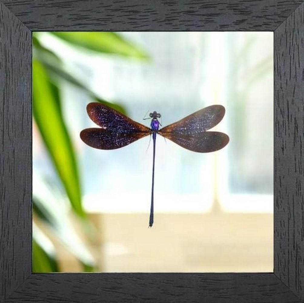 Velvet Stream Dancer (1 of 2)