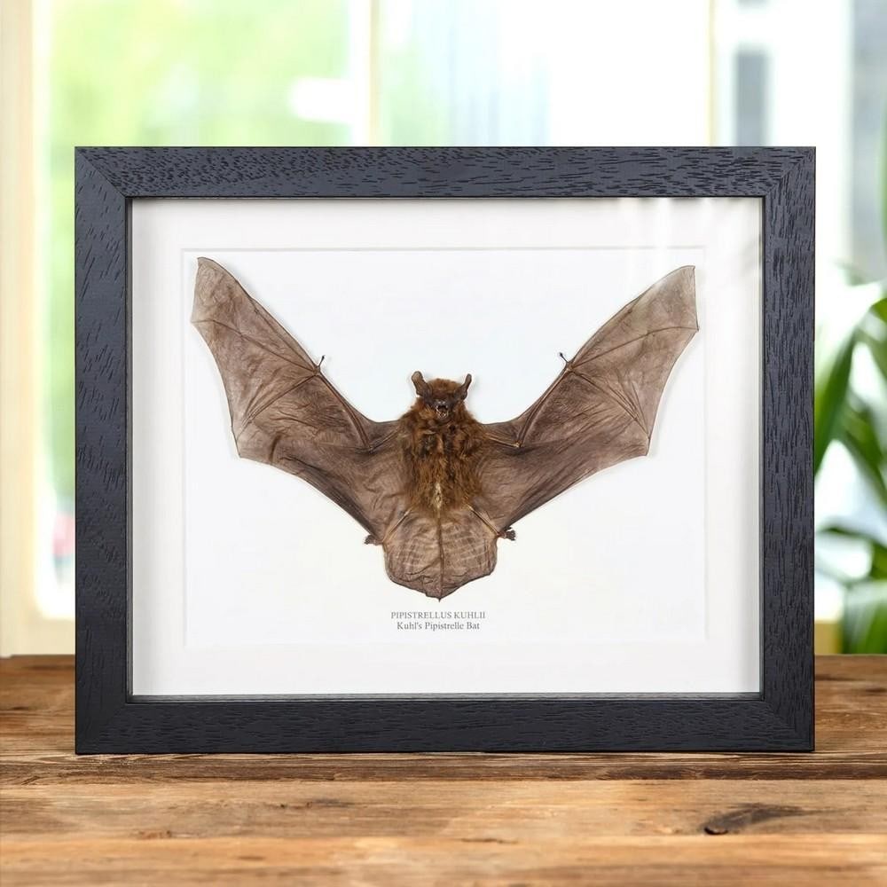 Kuhl's Pipistrelle Bat In Box Frame (Pipistrellus kuhlii): Kuhl's Pipistrelle Bat In Box Frame (Pipistrellus kuhlii) A Kuhl's Pipistrelle Bat displayed in a handmade wooden frame, mounted on high-quality acid-free conservation board. The Latin and com