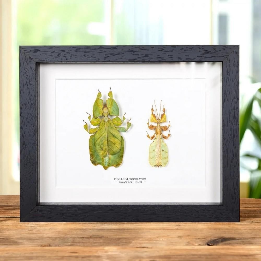 9" x 7" Phyllium bioculatum (Gray's Leaf Insect) Male & Female Pair in Wooden Box Frame (1 of 3)
