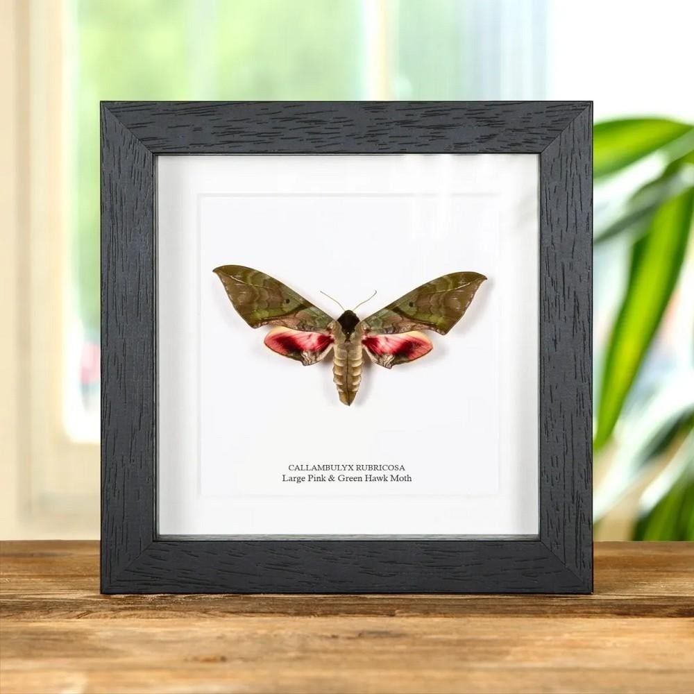 6" x 6" Large Pink & Green Hawk Moth (Callambulyx rubricosa) Framed Specimen (1 of 2)