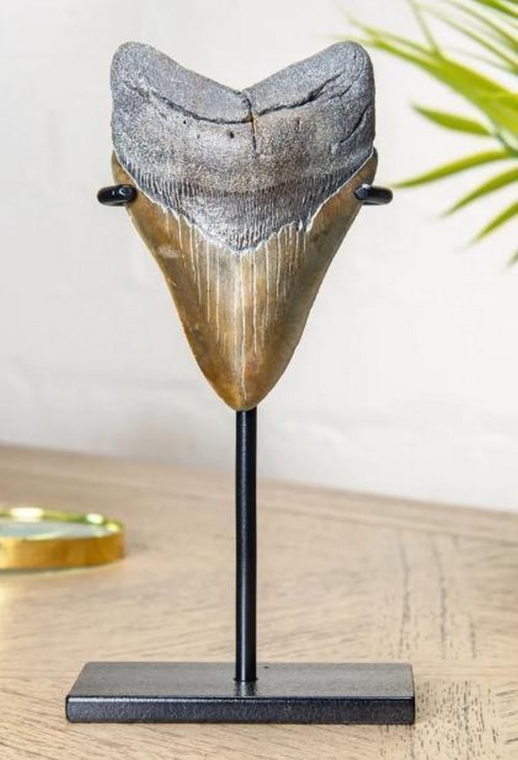 Polished Megalodon Shark Tooth Fossil On Steel Stand: Polished Megalodon Shark Tooth Fossil On Steel Stand. This polished Megalodon tooth fossil is mounted on a sleek stand, offering a striking display of one of the largest sharks to ever roam the Earth