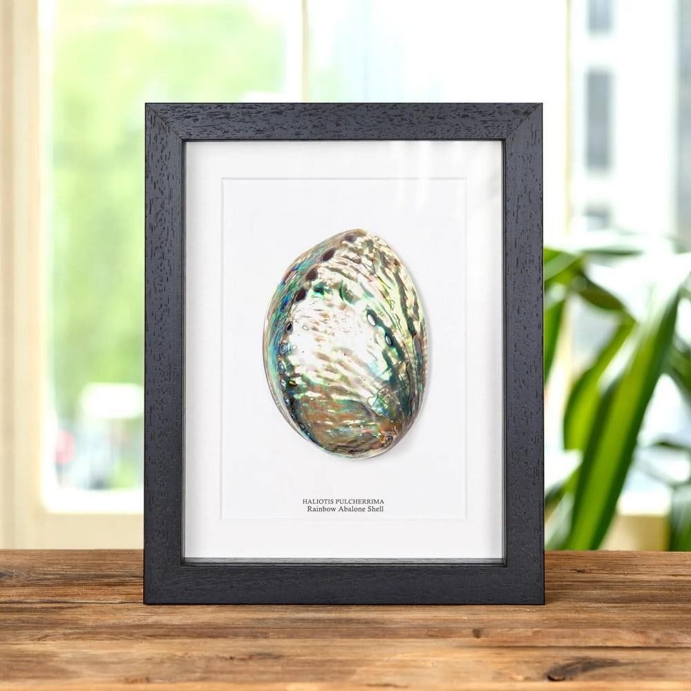 Rainbow Abalone Shell In Box Frame (Haliotis pulcherrima): Rainbow Abalone Shell In Box Frame (Haliotis pulcherrima) A Rainbow Abalone shell displayed in a handmade wooden frame, mounted on high-quality acid-free conservation board. The Latin and common names