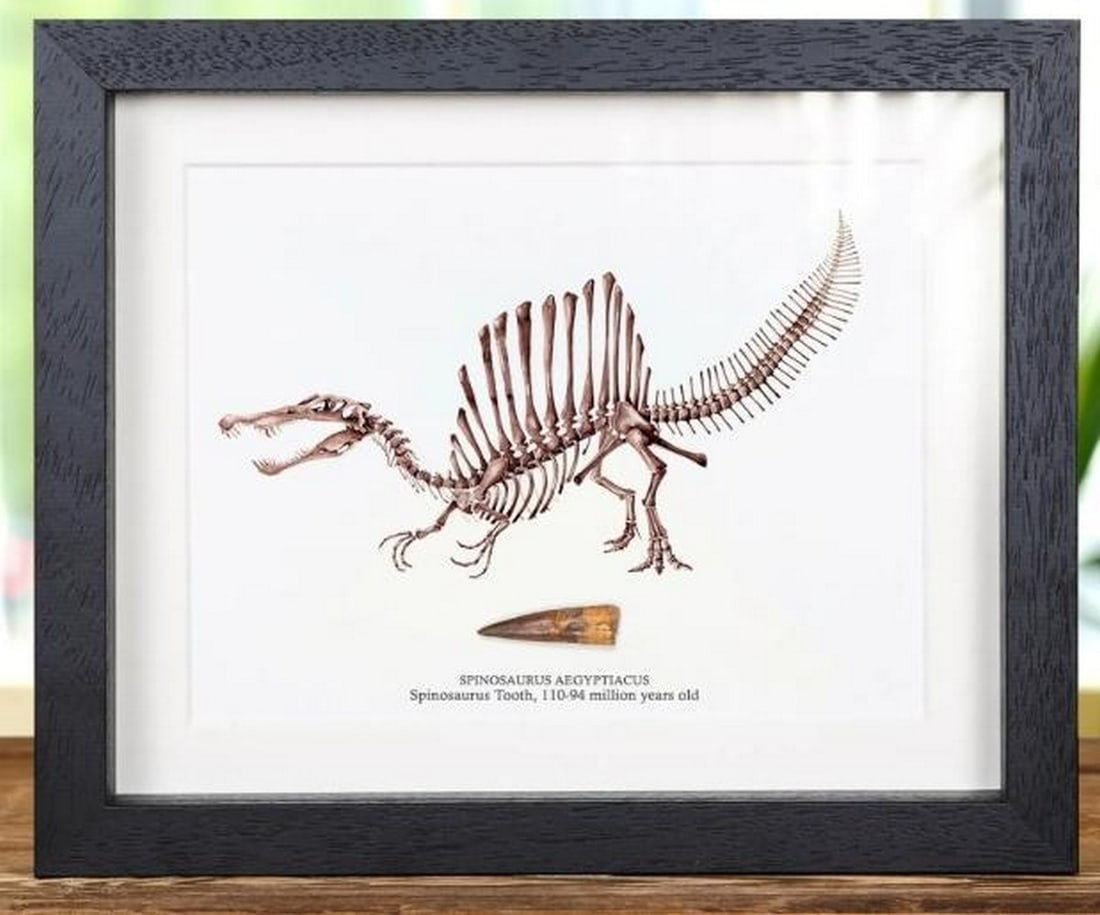 Framed Spinosaurus Illustration with Tooth Fossil: Framed Spinosaurus Illustration with Tooth Fossil Step into the prehistoric past with this striking framed display featuring a detailed illustration of the mighty Spinosaurus, one of the largest and