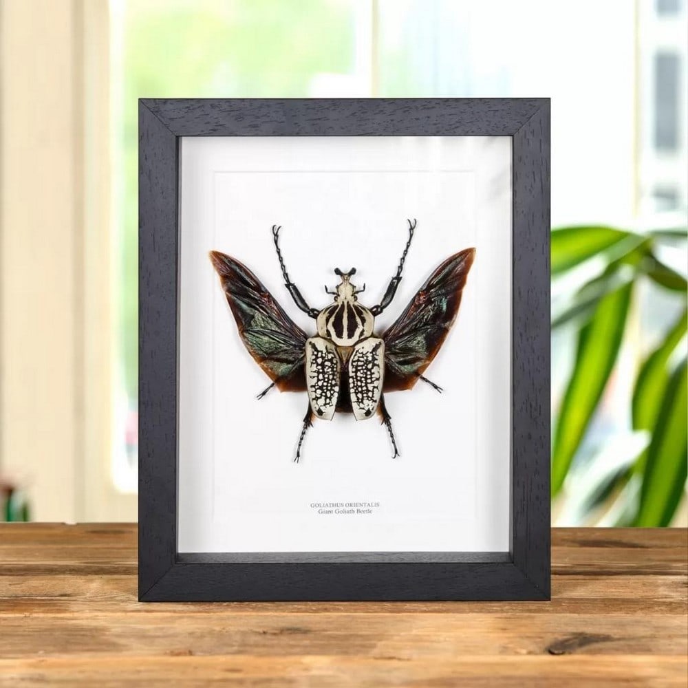 10" x 8" - Framed Goliathus Orientalis Giant Goliath Beetle (1 of 1)