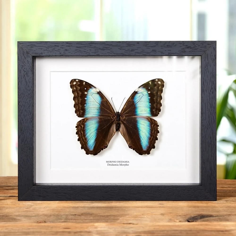 9" x 7" Female Deidamia Morpho Butterfly in Wooden Box Frame (Morpho deidamia): 9" x 7" Female Deidamia Morpho Butterfly in Wooden Box Frame (Morpho deidamia) A female Deidamia Morpho butterfly, elegantly displayed in a handmade wooden frame and mounted on premium acid-fr