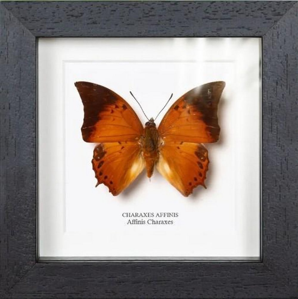 Wings of Earth Affinis Charaxes Butterfly (1 of 2)