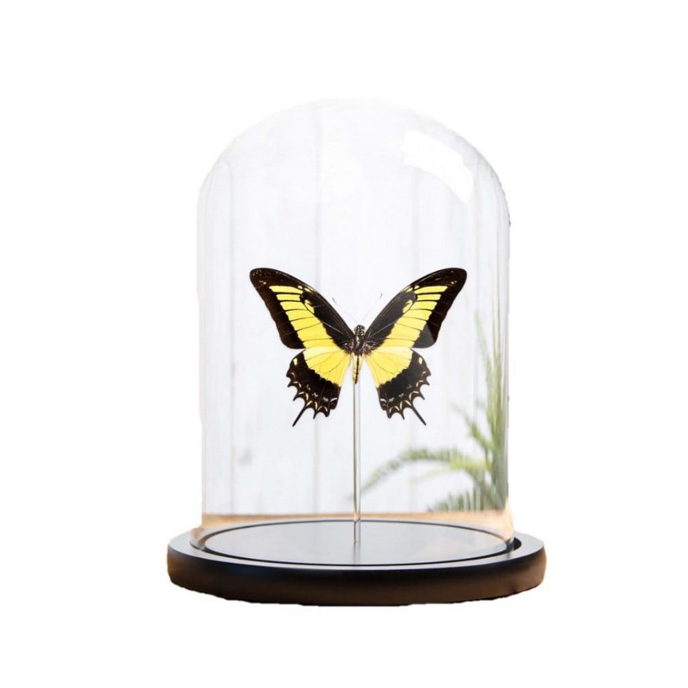 Androgeus Swallowtail Butterfly Encased In Glass Dome With Wooden Base (1 of 1)