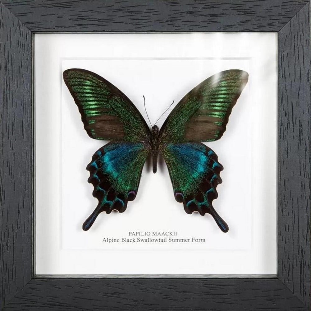 Framed Alluring Alpine Black Swallowtail Butterfly (1 of 3)