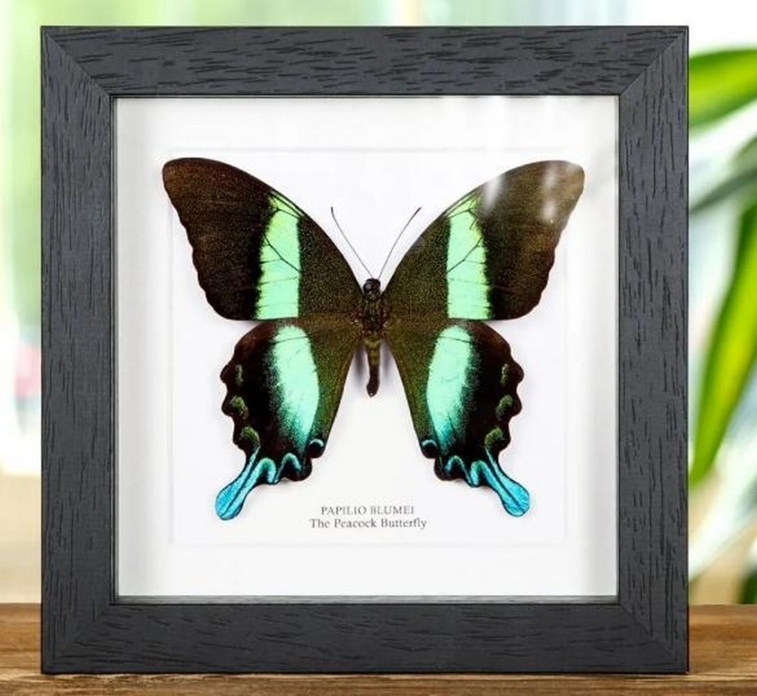 Framed Majestic Peacock Butterfly: Framed Majestic Peacock Butterfly Presented in a handmade wooden frame mounted on high-quality acid-free conservation board. The Latin and common names are printed underneath the specimen. The Peacock
