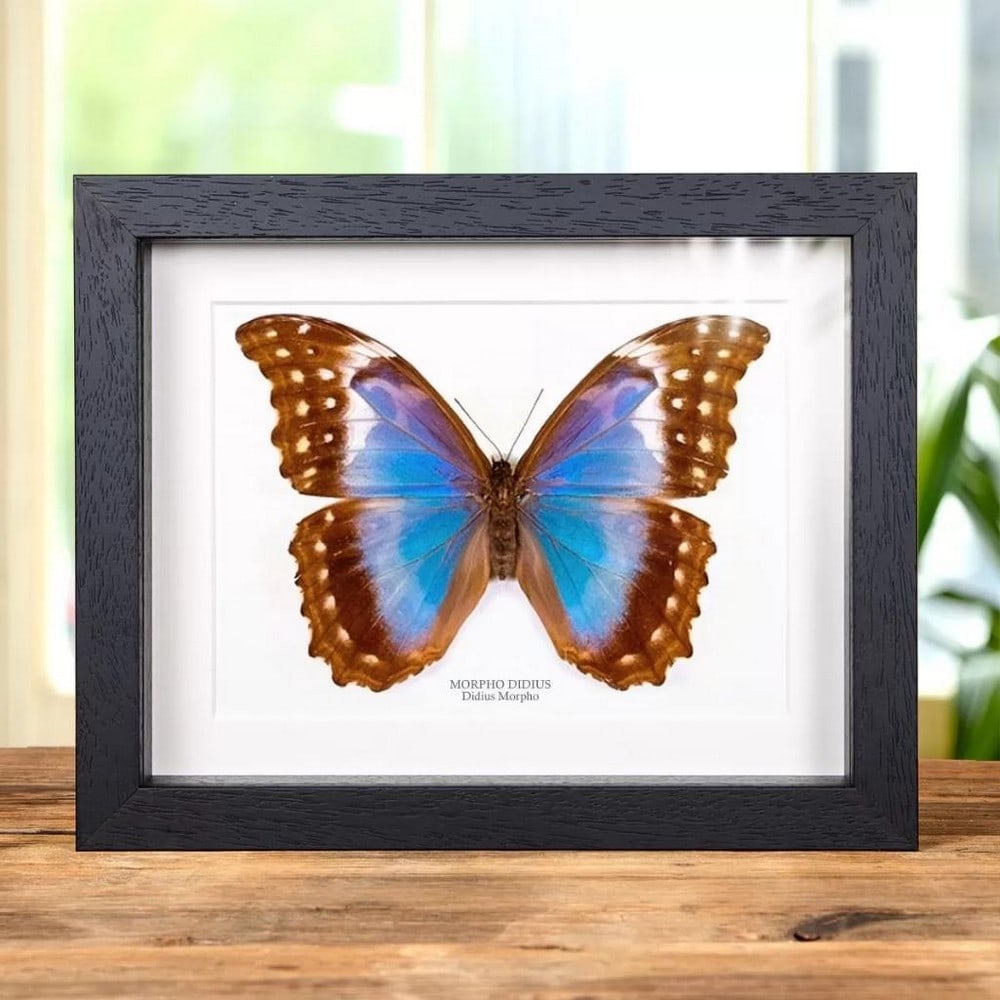 9" x 7" Female Giant Blue Morpho Butterfly -Morpho Didius (1 of 2)