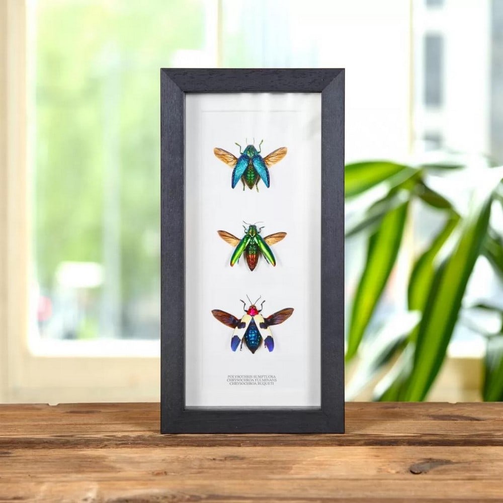3 Framed Jewel Beetle - Polybothris Sumptuosa, Chrysochroa Fulminans & Buqueti: 3 Framed Jewel Beetle - Polybothris Sumptuosa, Chrysochroa Fulminans & Buqueti Latin Name: Polybothris sumptuosa, Chrysochroa fulminans & buqueti Quality: A1 Gender: Male.
