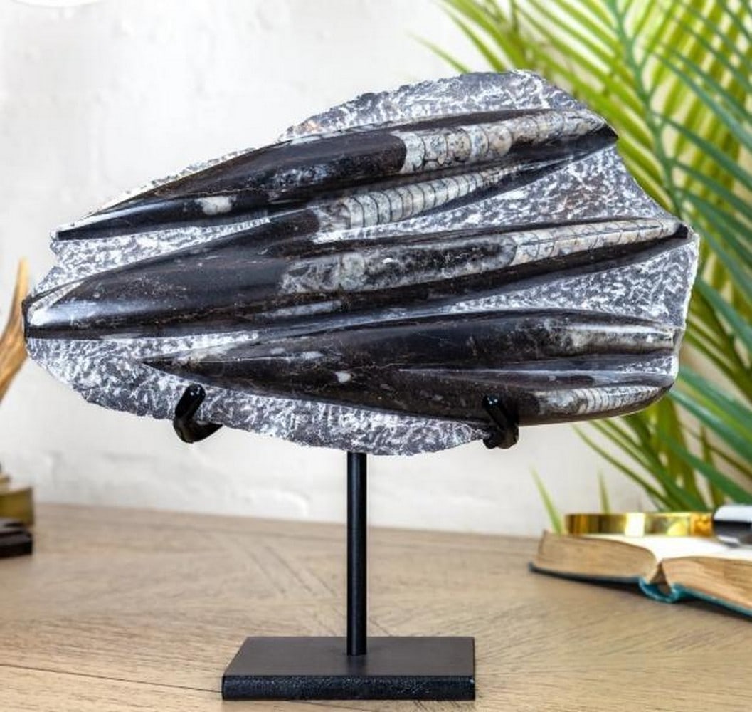 Extra-Large Orthoceras Slab Fossil On Steel Stand (Orthoceras sp): Extra-Large Orthoceras Slab Fossil On Steel Stand (Orthoceras sp) This stunning extra-large Orthoceras slab fossil is mounted on a sleek steel stand, showcasing its intricate, ancient chambered struct