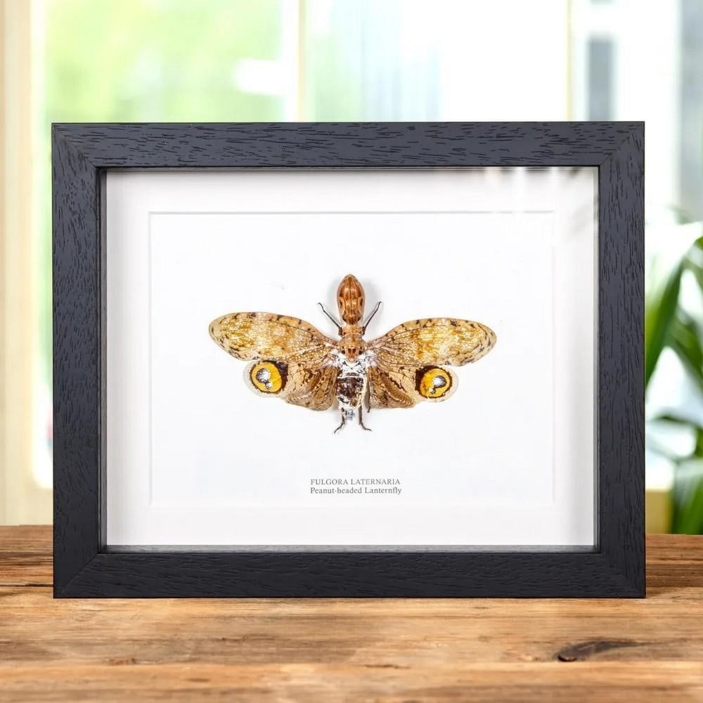 9" x 7" Fulgora laternaria (Peanut-headed Lanternfly) in Wooden Box Frame (1 of 2)