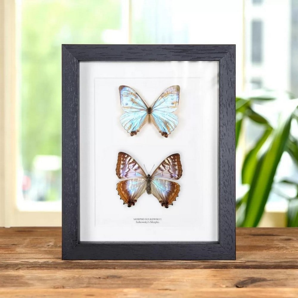 9" x 7" Framed Sulkowsky's Morpho Butterfly - Morpho sulkowskyi (1 of 1)