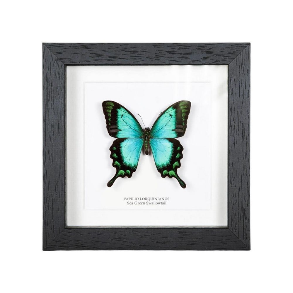 Framed Sea Green Swallowtail Butterfly (1 of 1)