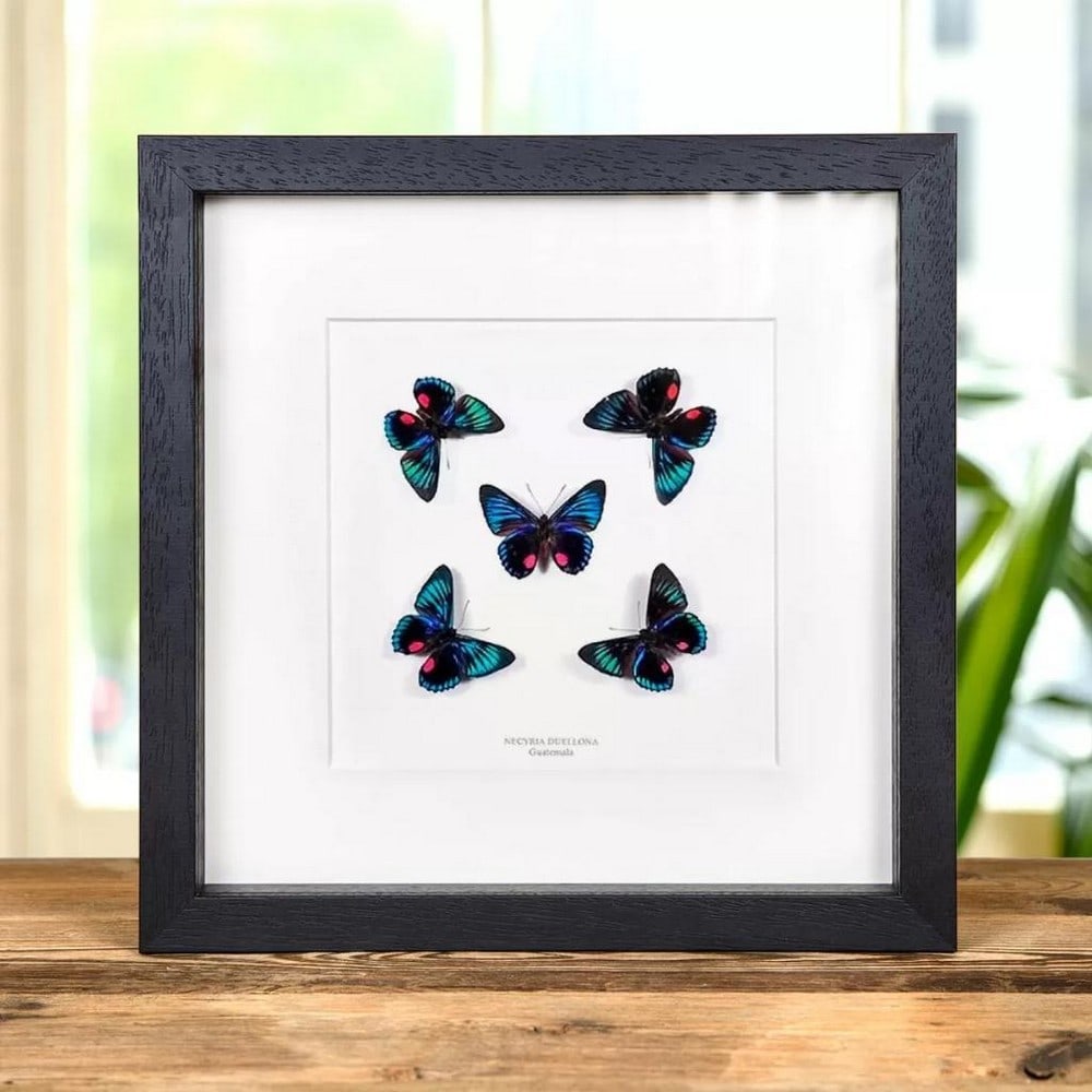 10" x 10" Framed Necyria Duellona Butterflies (1 of 1)
