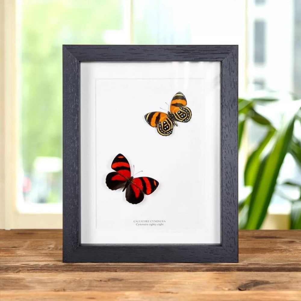 9" x 7" Framed Cynosura Eighty-Eight Butterfly - Callicore cynosura (1 of 1)