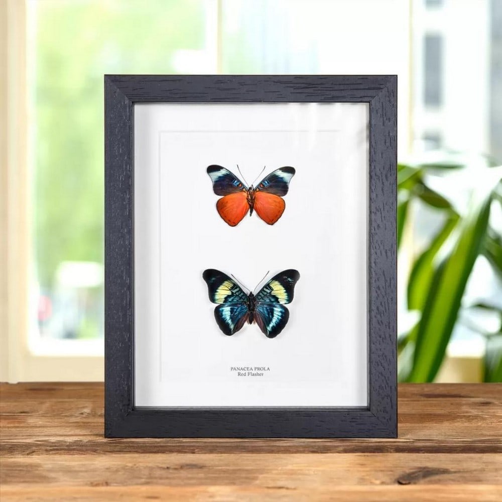 9" x 7" Framed Red Flasher Butterfly Pair - Panacea prola??????? (1 of 1)