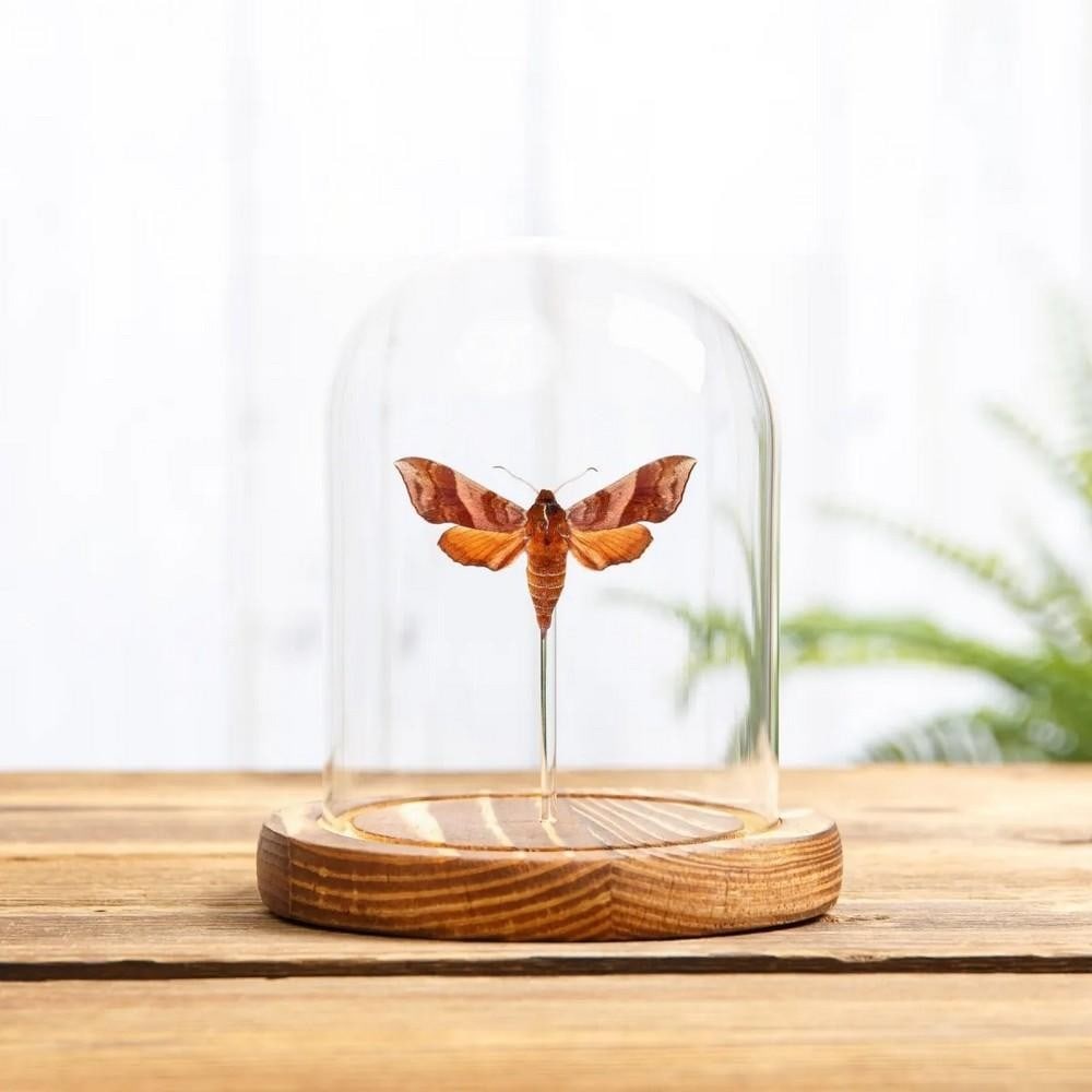 Darapsa choerilus – Azalea Sphinx Moth in Glass Dome with Wooden Base: Darapsa choerilus – Azalea Sphinx Moth in Glass Dome with Wooden Base An Azalea Sphinx (Darapsa choerilus) displayed in a handmade wooden dome, mounted on clear acrylic rods to give the appearance o