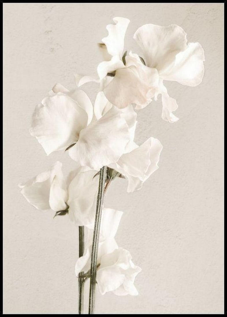 White Flower in Full Bloom Poster Print - 28" x 20" (1 of 2)