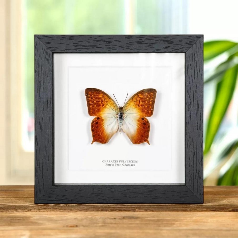 6" x 6" Framed Male Forest Pearl Charaxes - Charaxes Fulvescens (1 of 2)