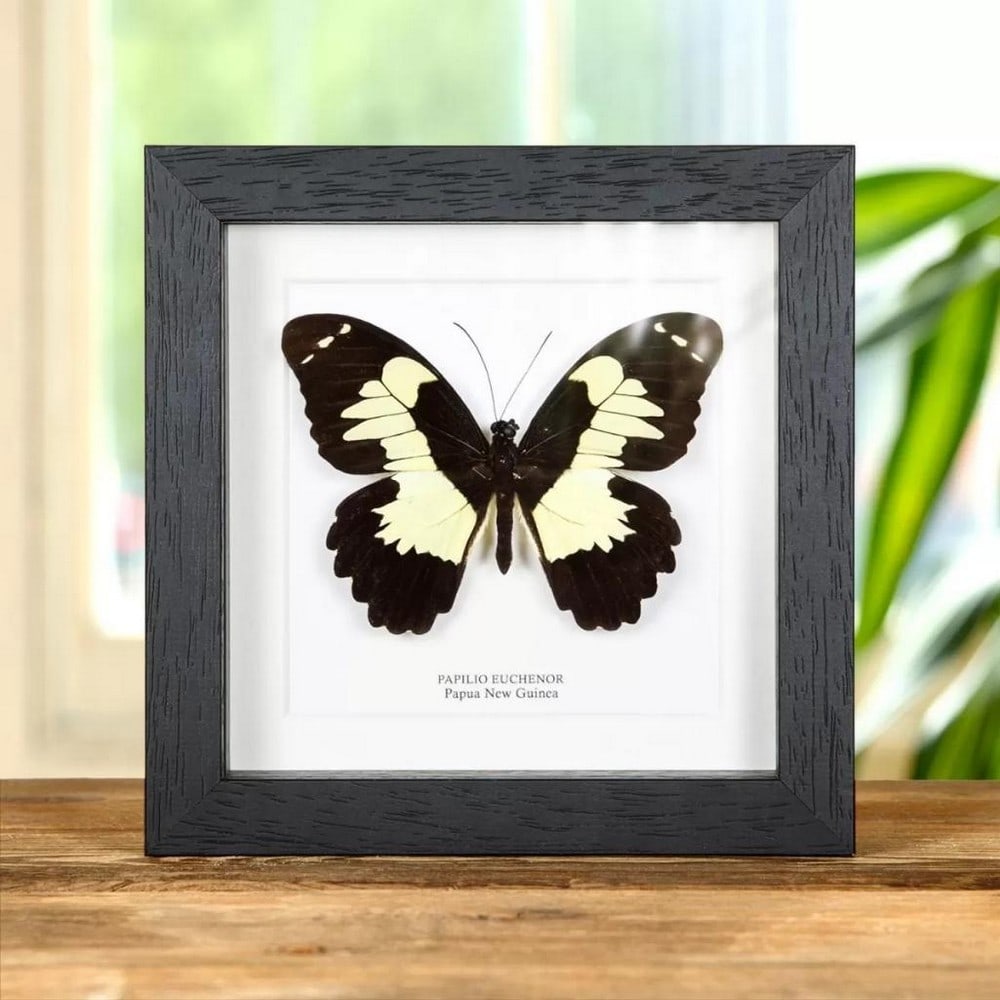 6" x 6" Framed Male Papilio Euchenor From Papua New Guinea (1 of 2)