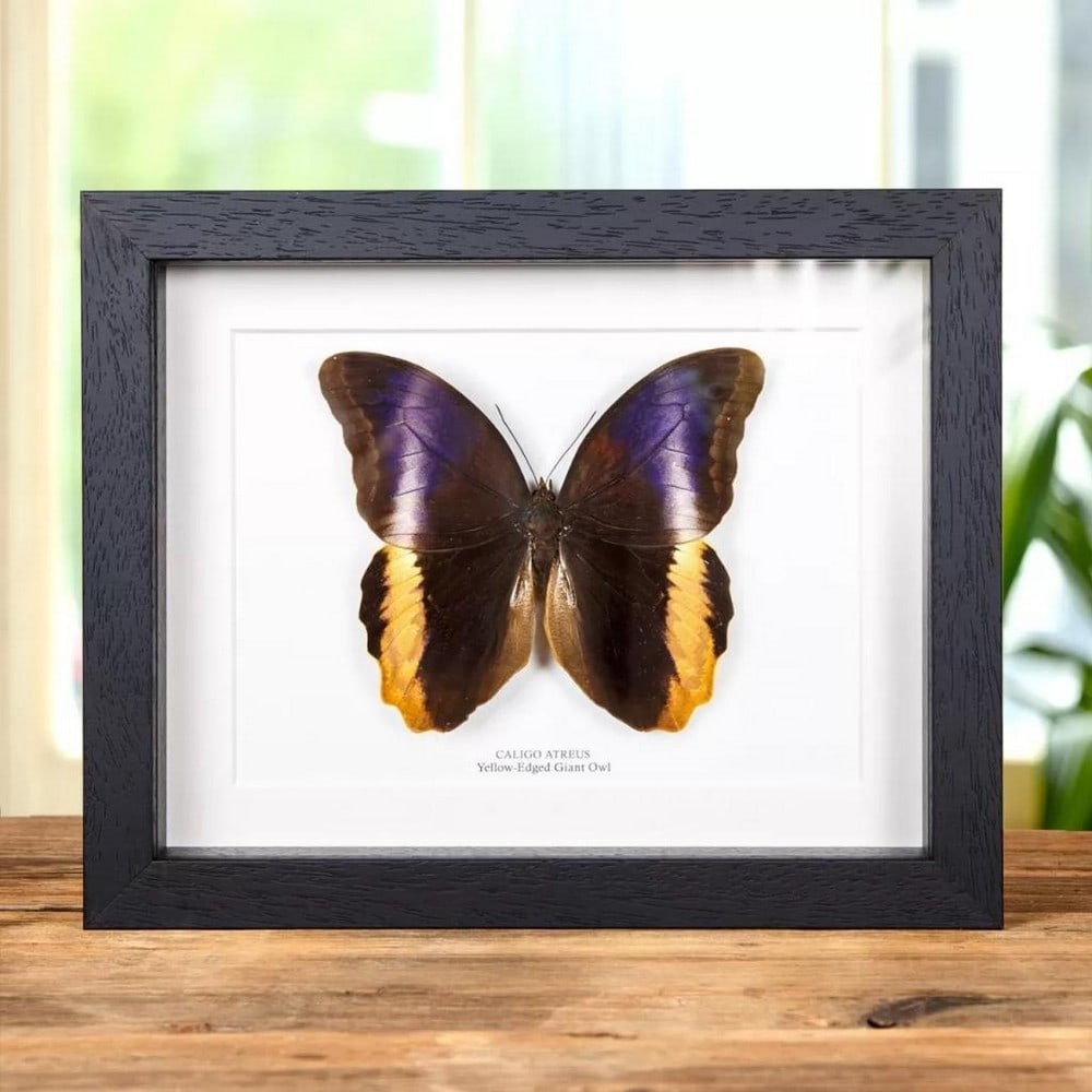 9" x 7" Framed Male Yellow-Edged Giant Owl Butterfly - Caligo Arteus (1 of 2)