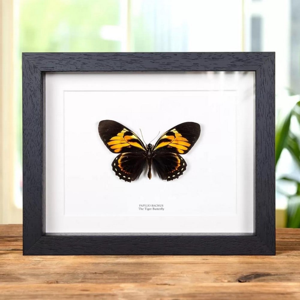 9" x 7" Framed "The Tiger" Butterfly - Papilio Bachus (1 of 2)