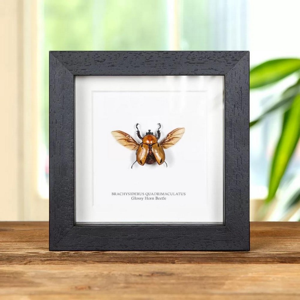 5" x 5" Framed Glassy Horn Beetle - Brachysiderus quadrimaculatus (1 of 1)