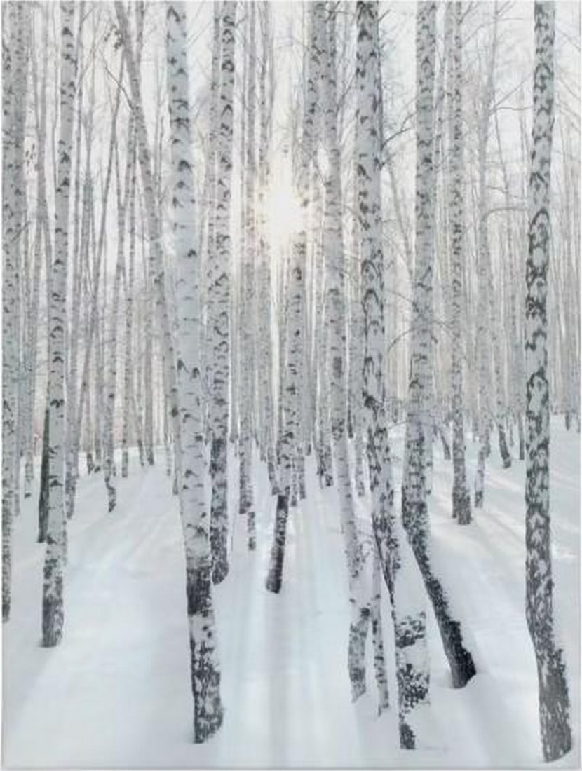 Snow-Covered Birch Trees Canvas Print (1 of 2)