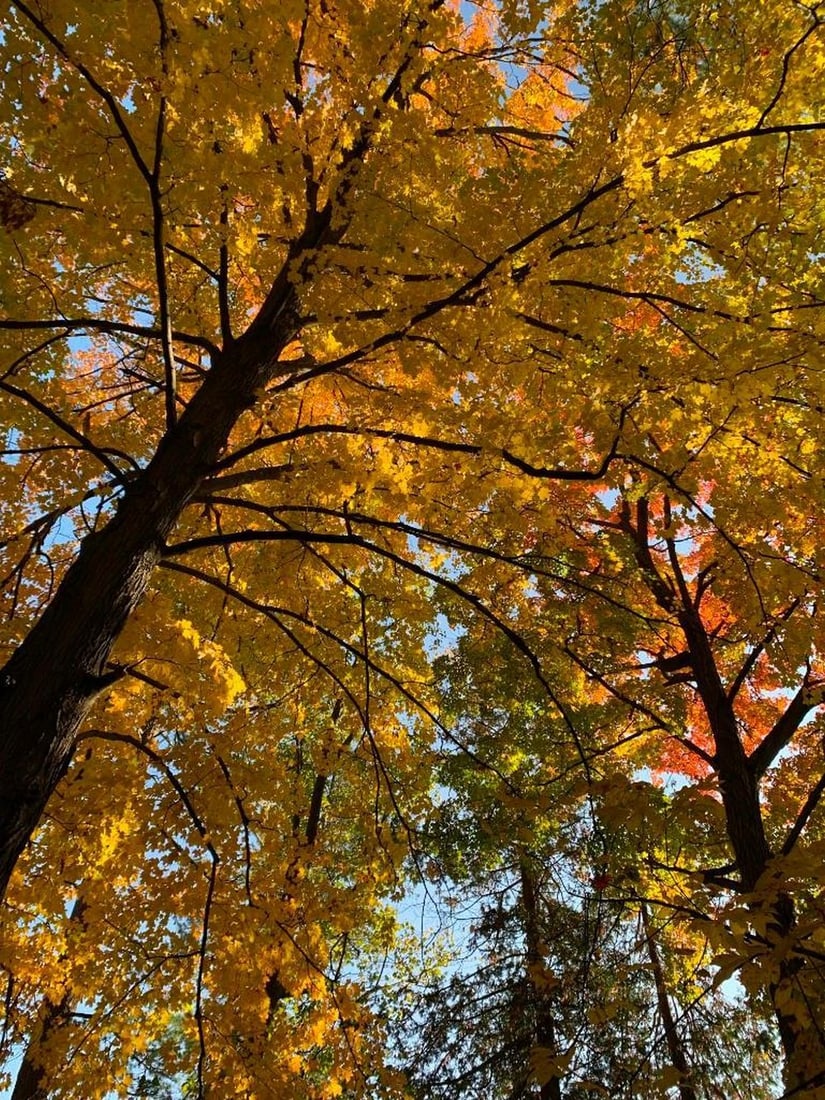 Through Autumn’s Canopy: Through Autumn’s Canopy Experience the magic of fall from beneath the trees with this exclusive hand-painted canvas opportunity. The photograph captures a stunning upward view through branches ador