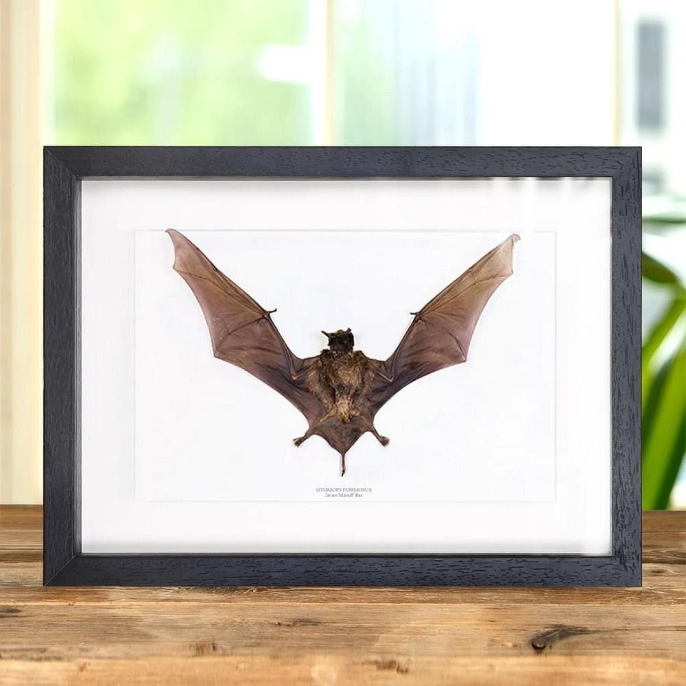 Javan Mastiff Bat In Box Frame (Otomops formosus) (1 of 2)