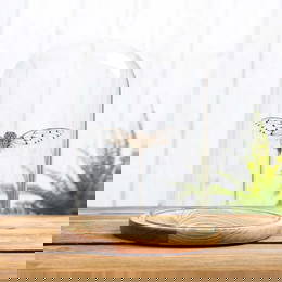 White Ghost Cicada (Ayuthia spectabilis) in Glass Dome with Wooden Base