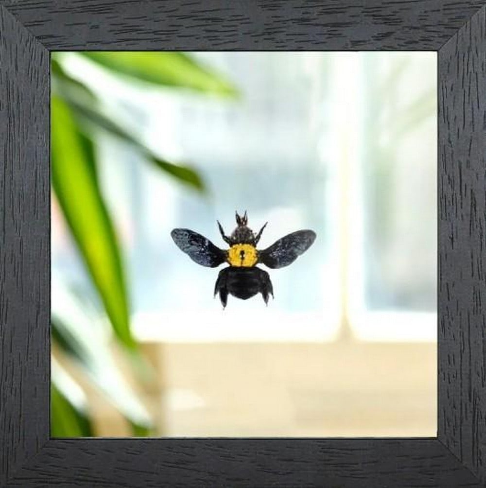 The Yellow-Crested Builder: The Yellow-Crested Builder The Yellow Spot Carpenter Bee (Xylocopa confusa) is a robust and striking pollinator, known for the vivid yellow mark on its thorax that contrasts sharply with its glossy b