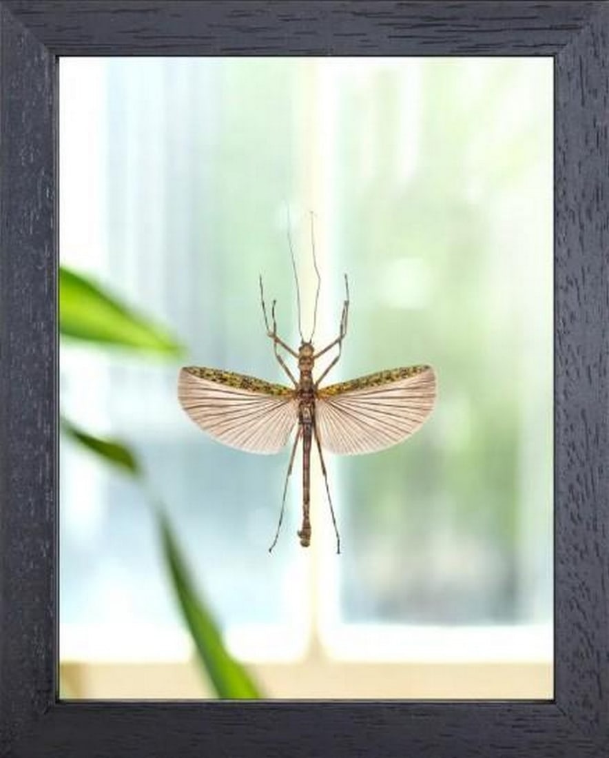 Camouflage Specter: Camouflage Specter Aschiphasma annulipes is a slender, leaf-mimicking walking stick insect. Known for its elegantly elongated body and banded legs—“annulipes” meaning “ringed