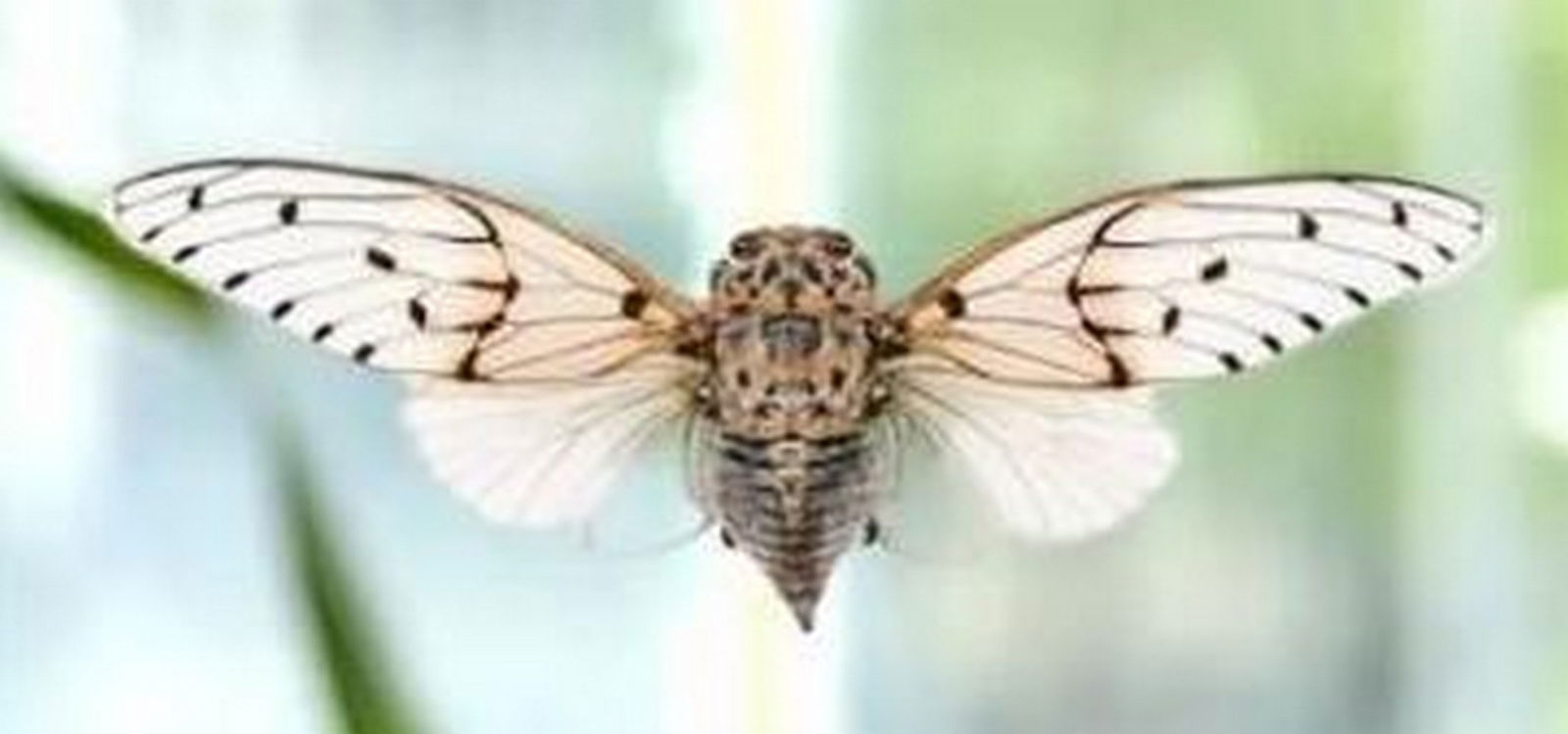 Phantom Wing Cicada - 2