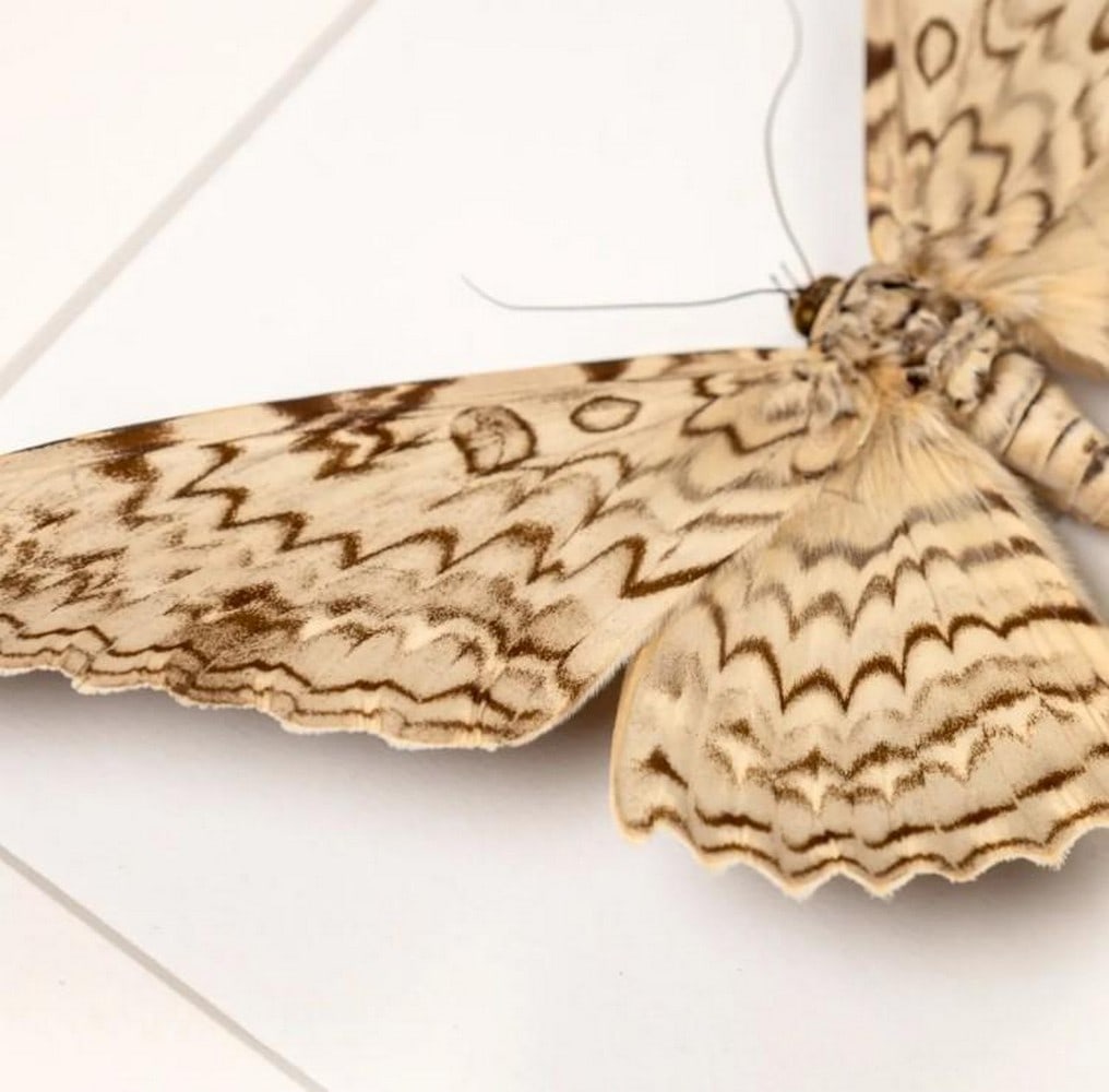 Ghostly Witch Moth Pair - 2