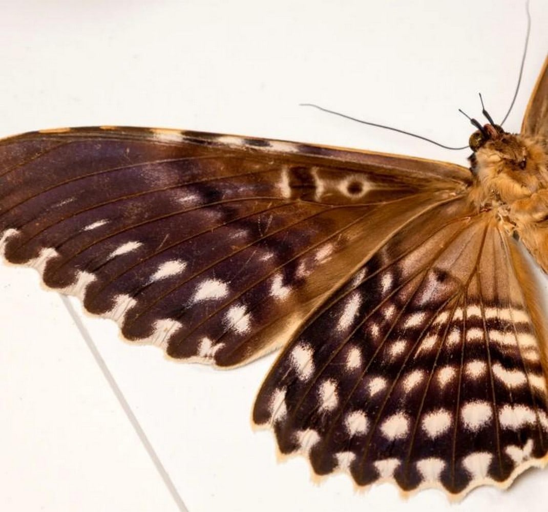 Ghostly Witch Moth Pair - 3