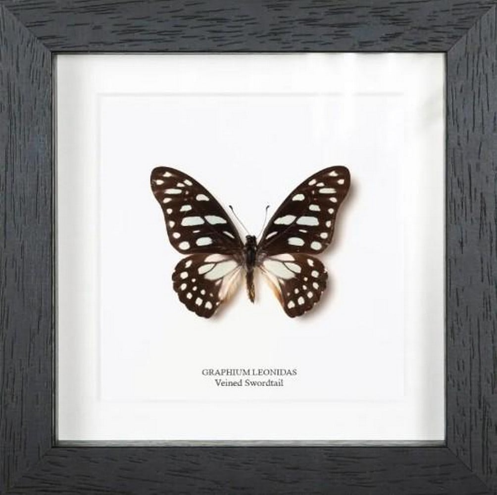 Veined Swordtail Butterfly: Veined Swordtail Butterfly Graceful and refined, the Veined Swordtail (Graphium leonidas) is admired for its elongated tails and intricate wing patterning. Pale cream and green hues are delicately