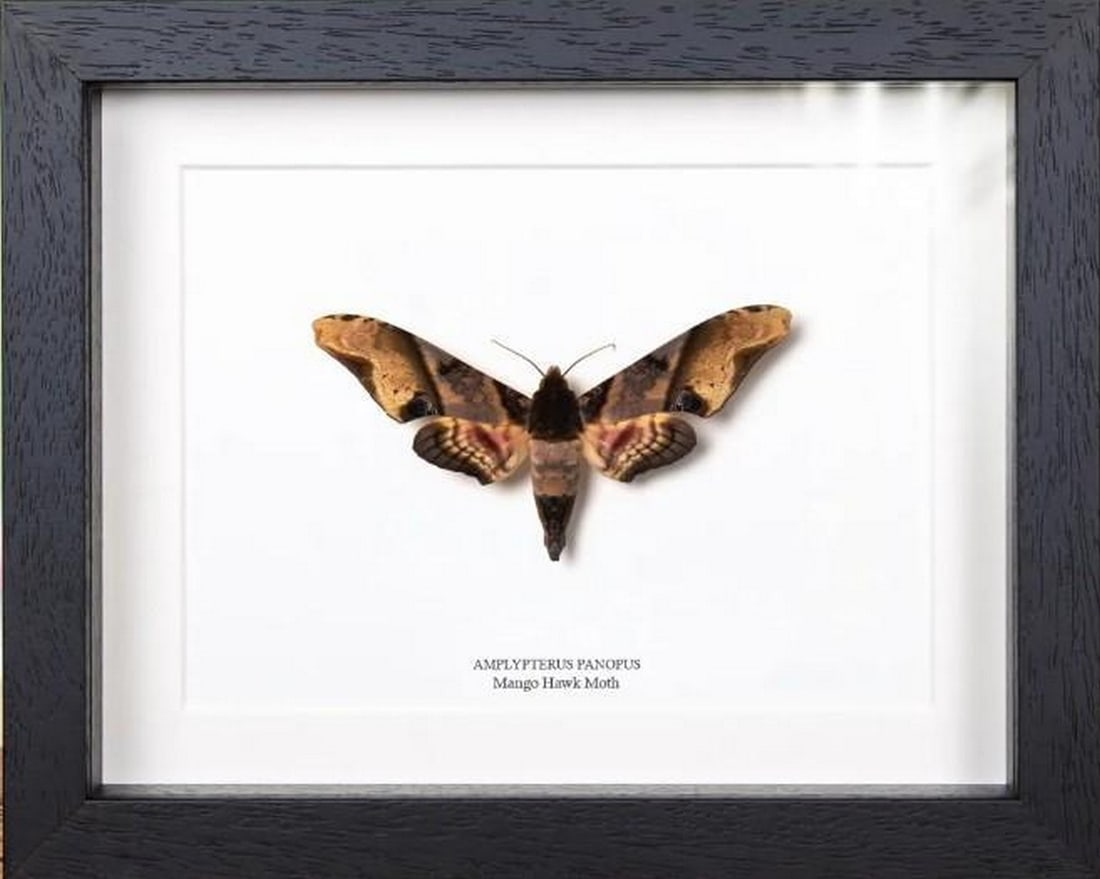 Framed Mango Hawk Moth: Framed Mango Hawk Moth The Mango Hawk Moth (amplypterus panopus) is a striking specimen with its large, velvety wings marked by earthy tones and a distinct greenish hue that evokes the lush