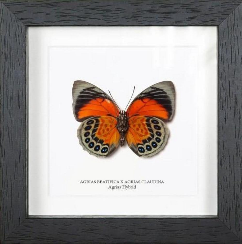 Wings of Fire and Shadow Agrias beatifica x claudina: Wings of Fire and Shadow Agrias beatifica x claudina A stunning fusion of two iconic South American species, this Agrias beatifica x claudina hybrid butterfly dazzles with its vibrant colours.