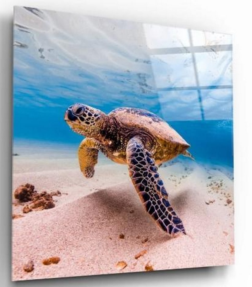 Sea Turtle Tempered Glass Wall Art (1 of 3)