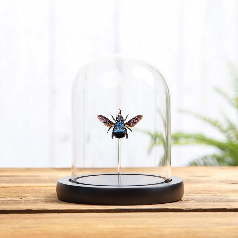 Blue Carpenter Bee (Xylocopa caerulea) Displayed in Glass Dome: Blue Carpenter Bee (Xylocopa caerulea) Displayed in Glass Dome Blue Carpenter Bee (Xylocopa caerulea) displayed in a glass dome with a wooden base. Known for its vibrant blue thorax and fuzzy black bo